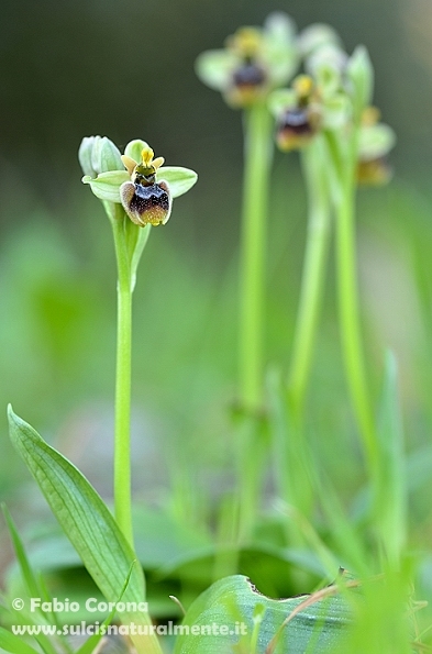 Ophrys x sommieri